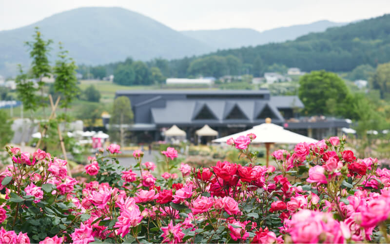 Must-go Courses! Autumn Flowers Image