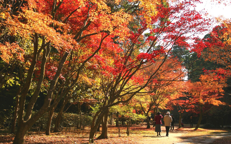 Must-go Courses! Autumn Leaves Image