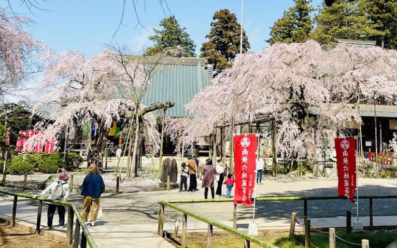 Must-go Courses! Cherry Blossoms Image