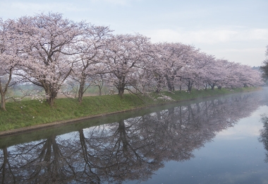Ibaraki Cherry Blossoms