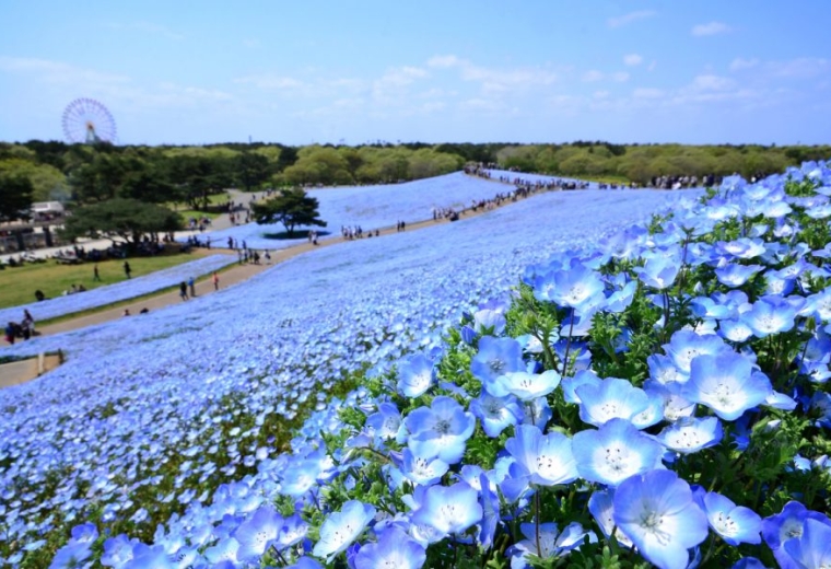 國營常陸海濱公園