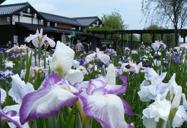 เทศกาลดอกไอริส (Suigo Itako Iris Festival)