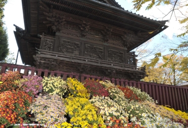 Kasama Chrysanthemum Festival