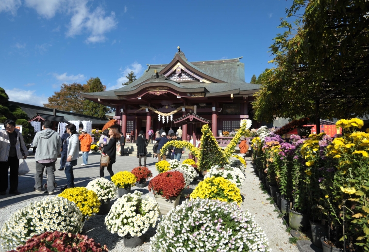 Kasama Chrysanthemum Festival | Visit | IBARAKI GUIDE