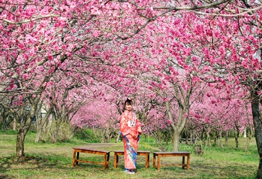 สวนโคกะกับเทศกาลดอกท้อ (Koga Park)