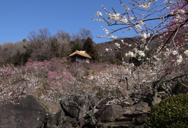 Lễ hội hoa mơ trên núi Tsukuba