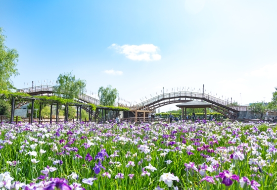 水郷潮來菖蒲園（水鄉潮來菖蒲祭）