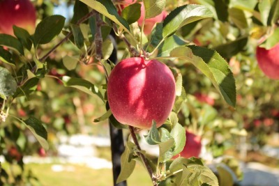 Apple Picking