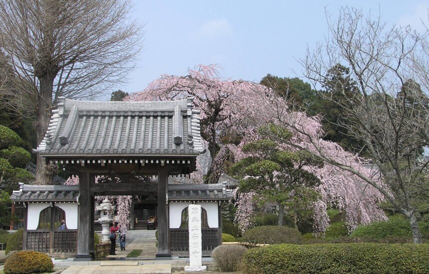 Ibaraki Cherry Blossoms