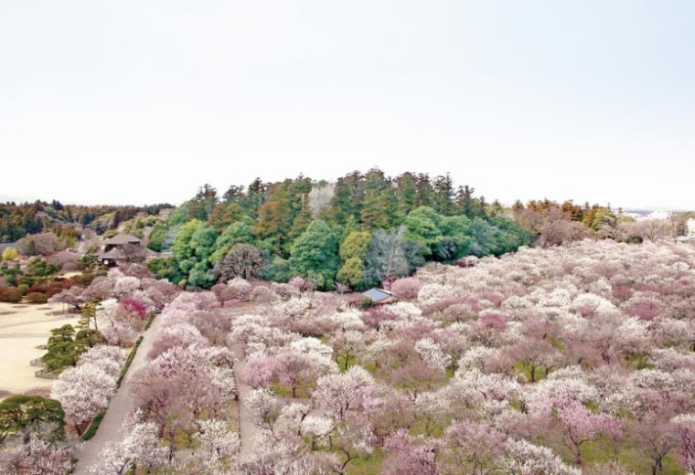 เทศกาลดอกบีวย มิโตะ (Mito Plum Blossom Festival)