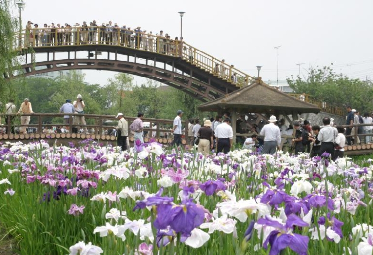 สวนดอกไอริส (Suigo Itako Iris Garden)