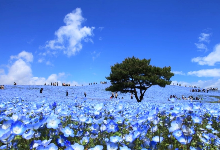 Tận hưởng hương vị mùa xuân với hoa Mắt biếc nổi tiểng tại công viên ven biển Hitachi