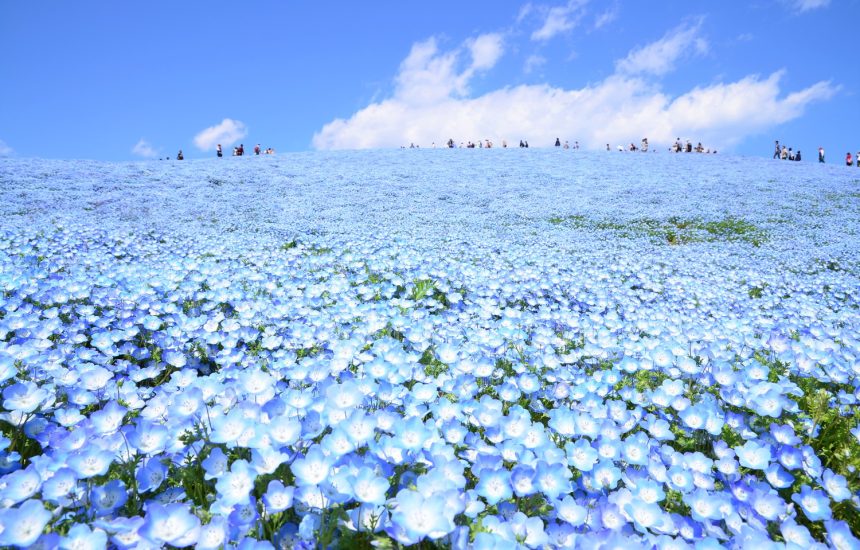 Tận hưởng hương vị mùa xuân với hoa Mắt biếc nổi tiểng tại công viên ven biển Hitachi