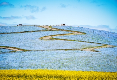 Hitachi Seaside Park