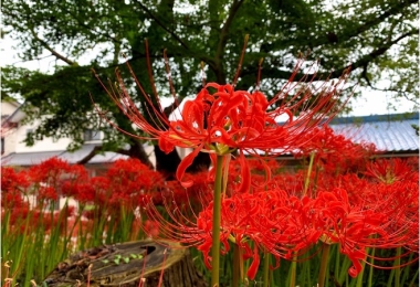 Vào mùa thu hãy đến với Chùa Gugyoji nơi nổi tiếng với hoa Bỉ ngạn. Và đắm chìm trong thế giới phật giáo huyền diệu.