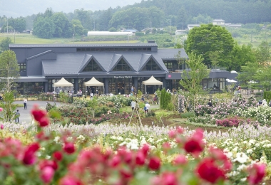 Ibaraki Flower Park สวนที่มีกุหลาบกว่า 900 สายพันธุ์บานสะพรั่ง
