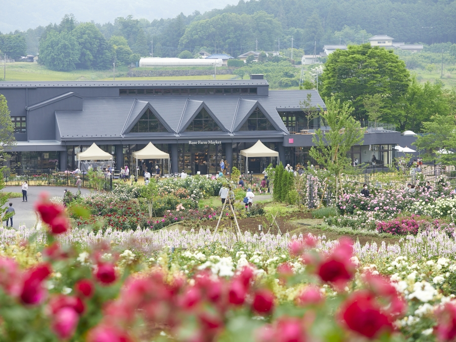 Công viên Ibaraki Flower Park  có khoảng 900 loại giống hoa hồng đua nhau khoe sắc
