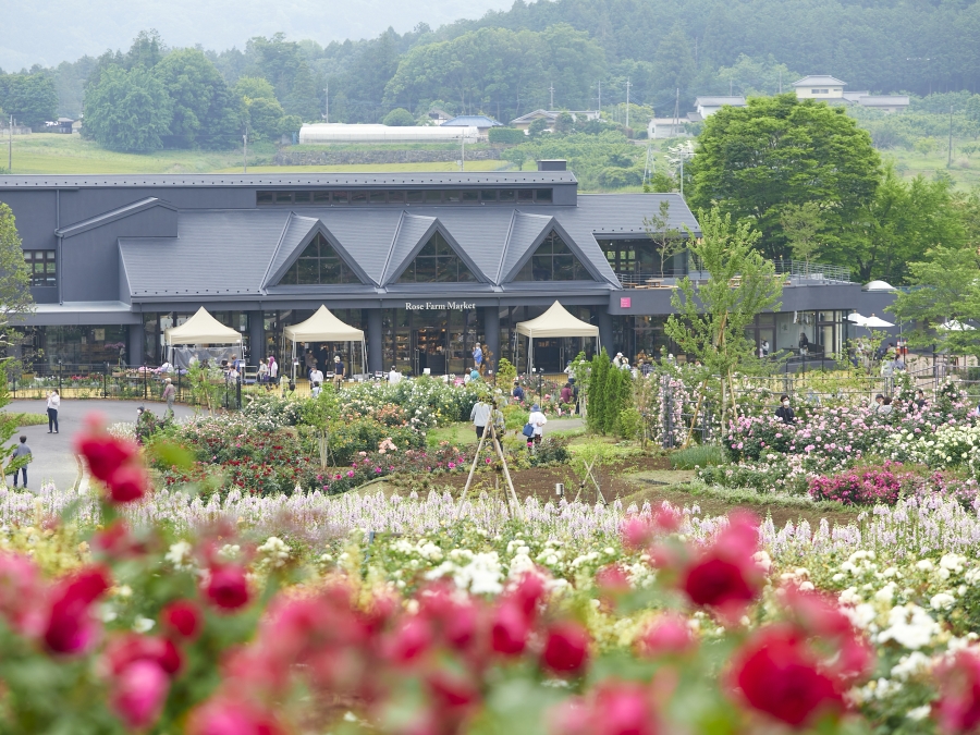 約900種的玫瑰綻放的茨城花卉公園