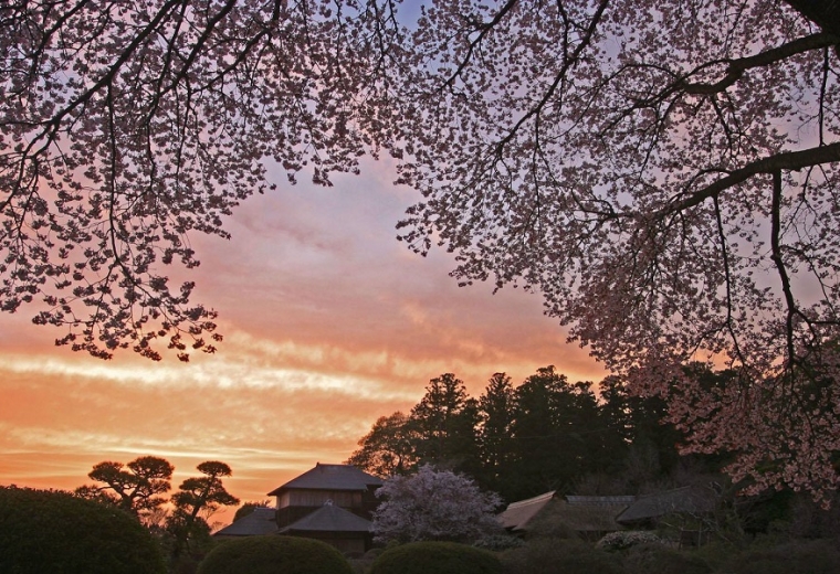 Close to Tokyo! 9 Magnificent Cherry Blossom Spots in Ibaraki