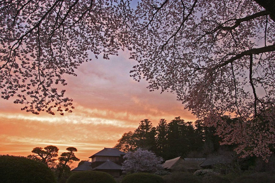 Close to Tokyo! 9 Magnificent Cherry Blossom Spots in Ibaraki