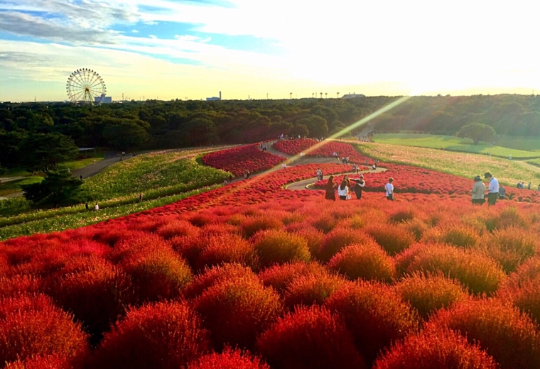8 địa điểm du lịch ngắm lá đỏ tại Ibaraki có thể bạn muốn ghé thăm! Tận hưởng vẻ đẹp phong cảnh thiên nhiên ở đây bằng chuyến du lịch nghỉ qua một đêm hoặc đi về trong ngày từ Tokyo