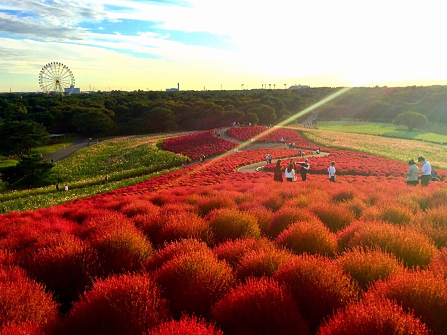 8 địa điểm du lịch ngắm lá đỏ tại Ibaraki có thể bạn muốn ghé thăm! Tận hưởng vẻ đẹp phong cảnh thiên nhiên ở đây bằng chuyến du lịch nghỉ qua một đêm hoặc đi về trong ngày từ Tokyo.