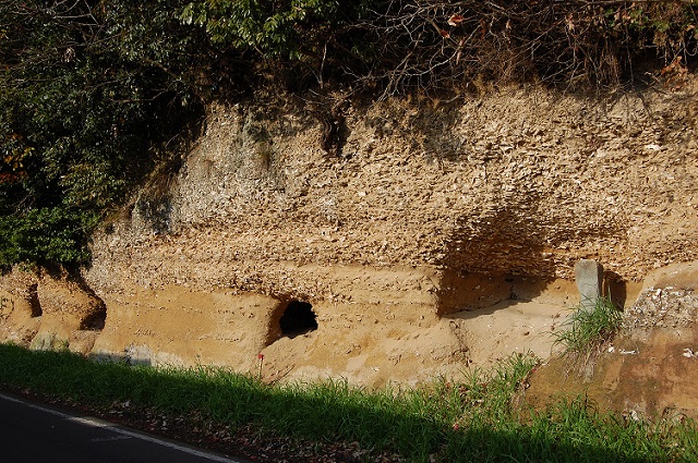 สุสานฟอสซิลหอยนางรมหาดซากิฮามะ (Sakihama Oyster Fossil Bed)