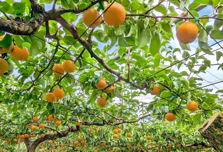 Six Must-Try Fruits from Ibaraki, Japan’s “Food Kingdom”! Introducing the Best Farms for Fruit Picking