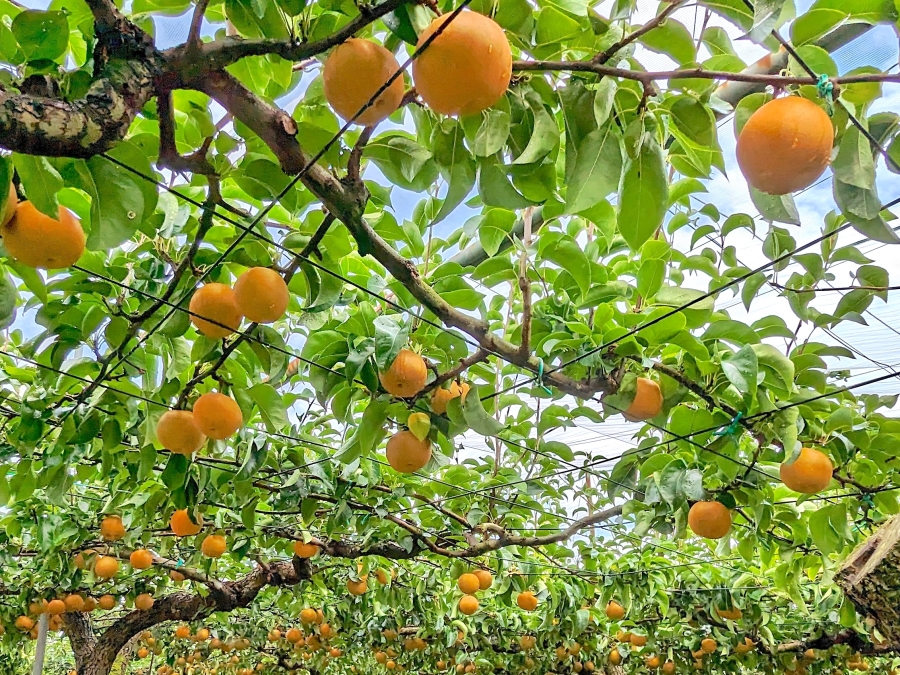 「美食王國」茨城縣的六種必嚐水果！體驗採水果的農園介紹！