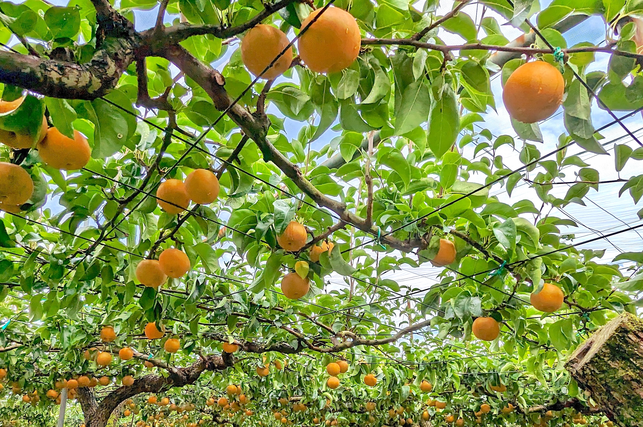 Chúng tôi xin giới thiệu các trang trại để du khách có thể trải nghiệm hái và thưởng thức trái cây tại vườn ! 6 loại trái cây ngon nhất của tỉnh Ibaraki mà chúng tôi muốn giới thiệu nằm trong ” Vương quốc ẩm thực ” của Nhật Bản!