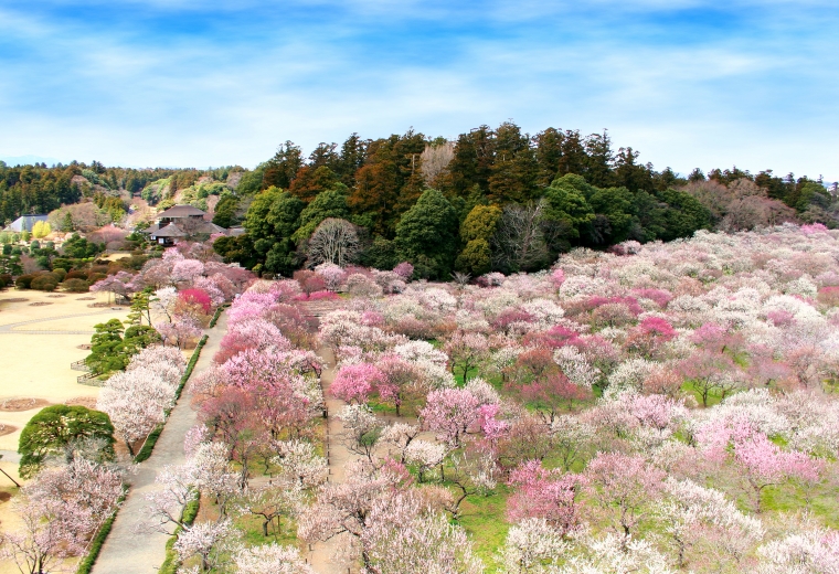 A 2-Day, 1-Night Itinerary to Enjoy the Plum Blossom Festival and Monkfish Cuisine in Ibaraki Prefecture During the Cold Season!