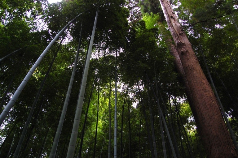 Kairakuen: One of the Three Major Japanese Gardens, and a Historic Spot ...