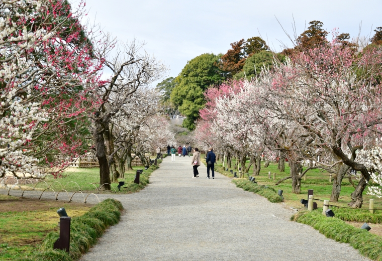 สวนไคราคุเอน (Kairakuen Garden) เป็น 1 ใน 3 สวนที่สวยที่สุดในญี่ปุ่น: สถานที่ท่องเที่ยวทางประวัติศาสตร์ซึ่งสามารถดื่มด่ำกับการชมดอกบ๊วย