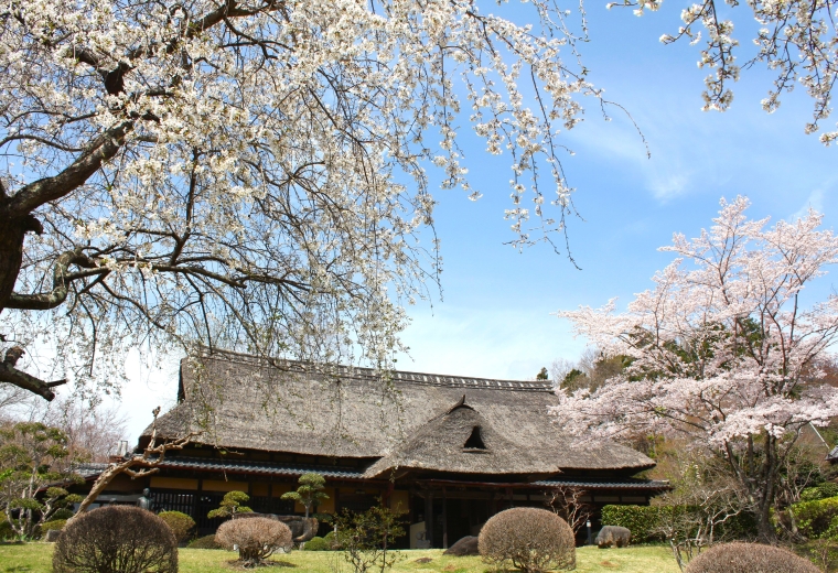 A 2-Day, 1-Night Car Trip: Visit Famous Cherry Blossom Spots and Experience the Traditional Silk Fabric “Yuki-tsumugi”