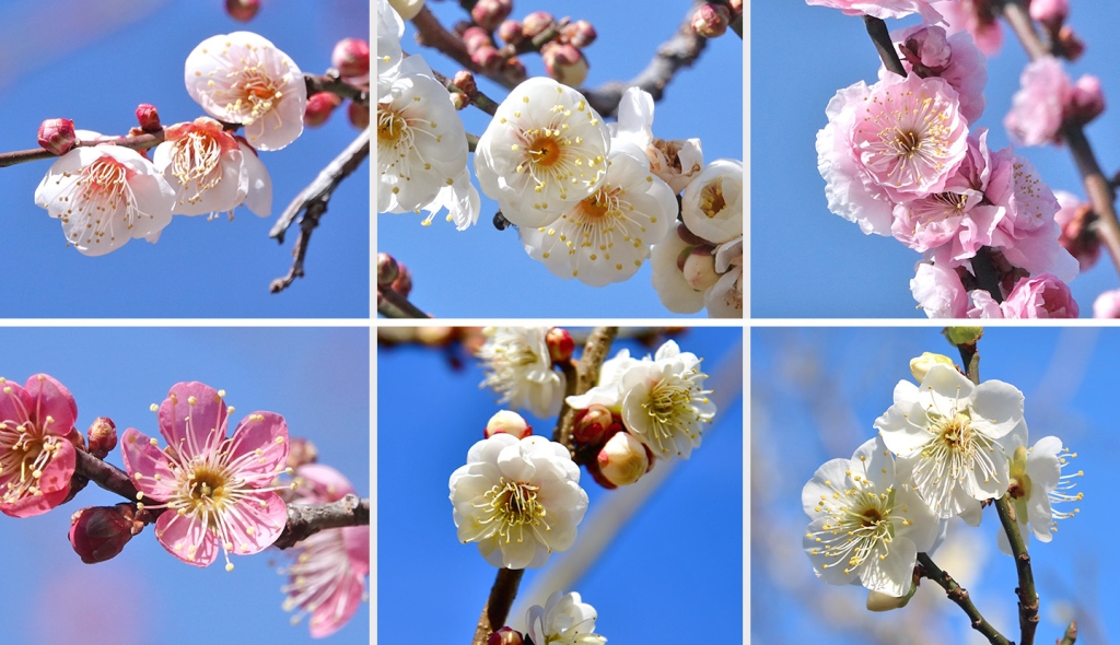 Kairakuen: One of the Three Major Japanese Gardens, and a Historic Spot ...