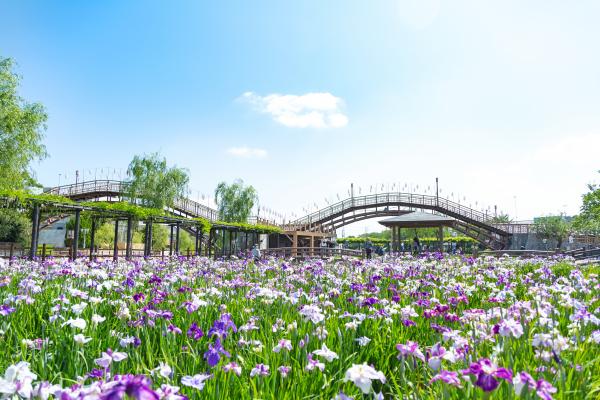 Suigo-Itako Iris Garden