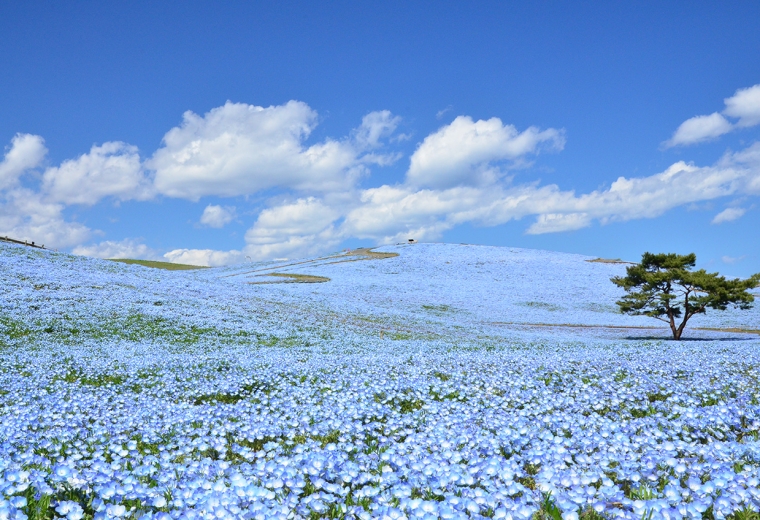 茨城县美丽花绝景：体验被花海环绕的旅行