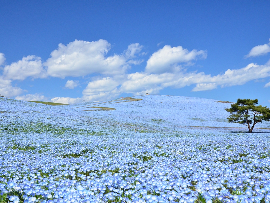 茨城縣的絕美花景:體驗被花海圍繞的旅行