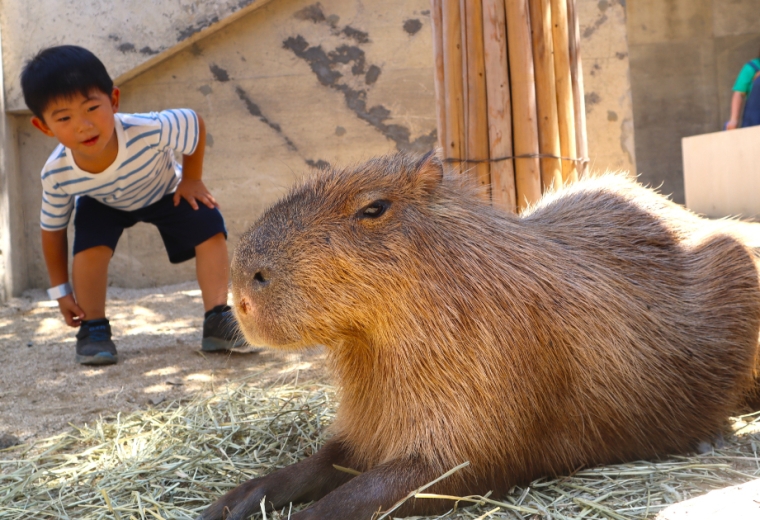 霞浦動物與大家的家