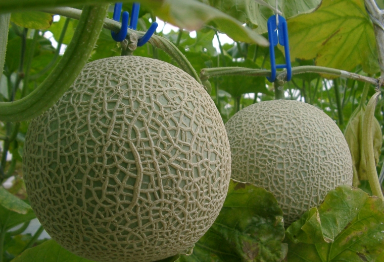 Forest Park  Melon no Mori