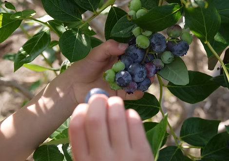 VAN SICKEL FARM TSUKUBA  ( Tom’s Blueberry )
