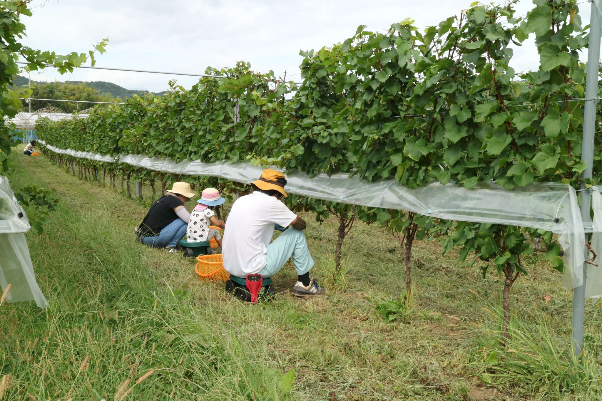Xưởng rượu Buryu Winery