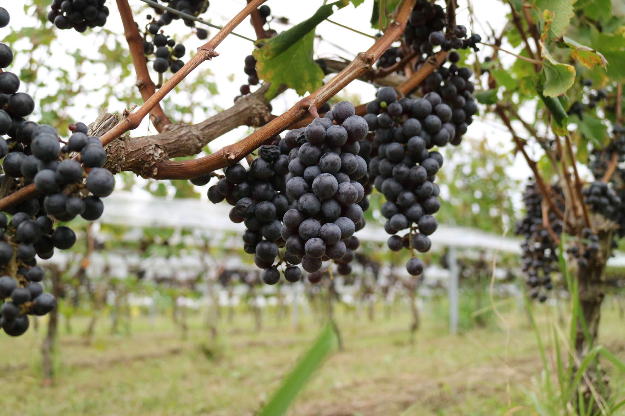 Xưởng rượu Buryu Winery