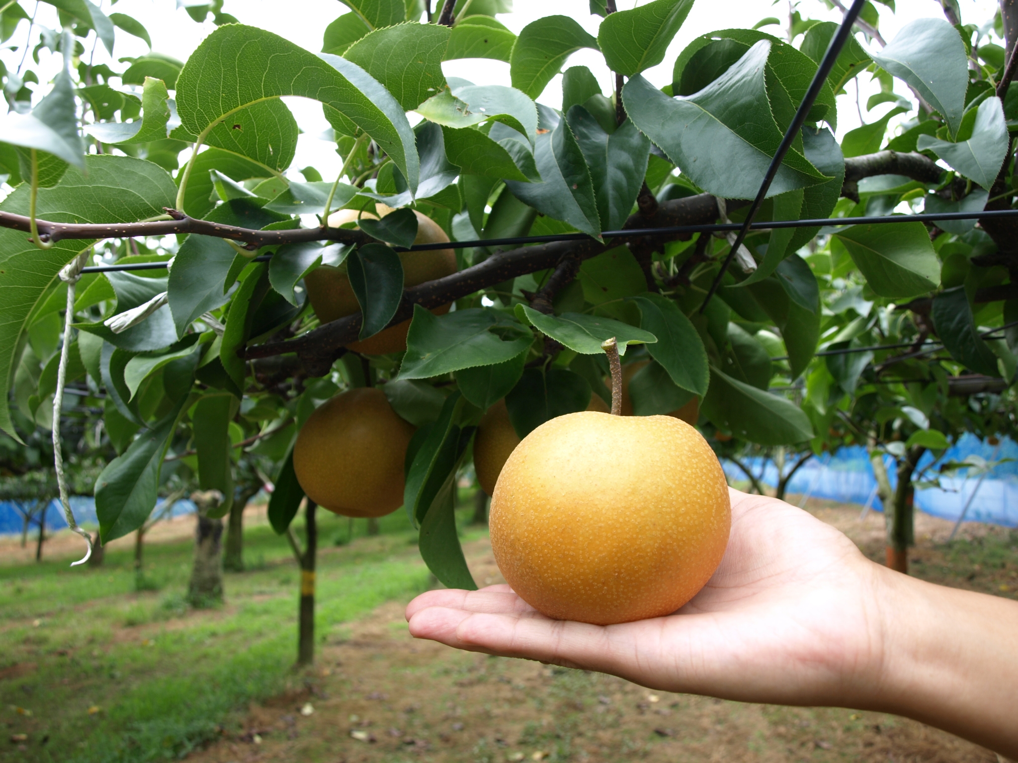Trang Trại Fukuda Green