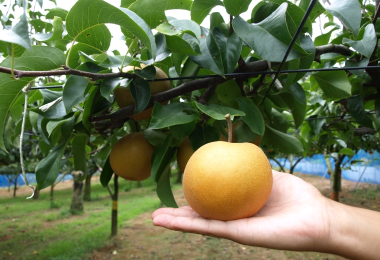 Trang Trại Fukuda Green