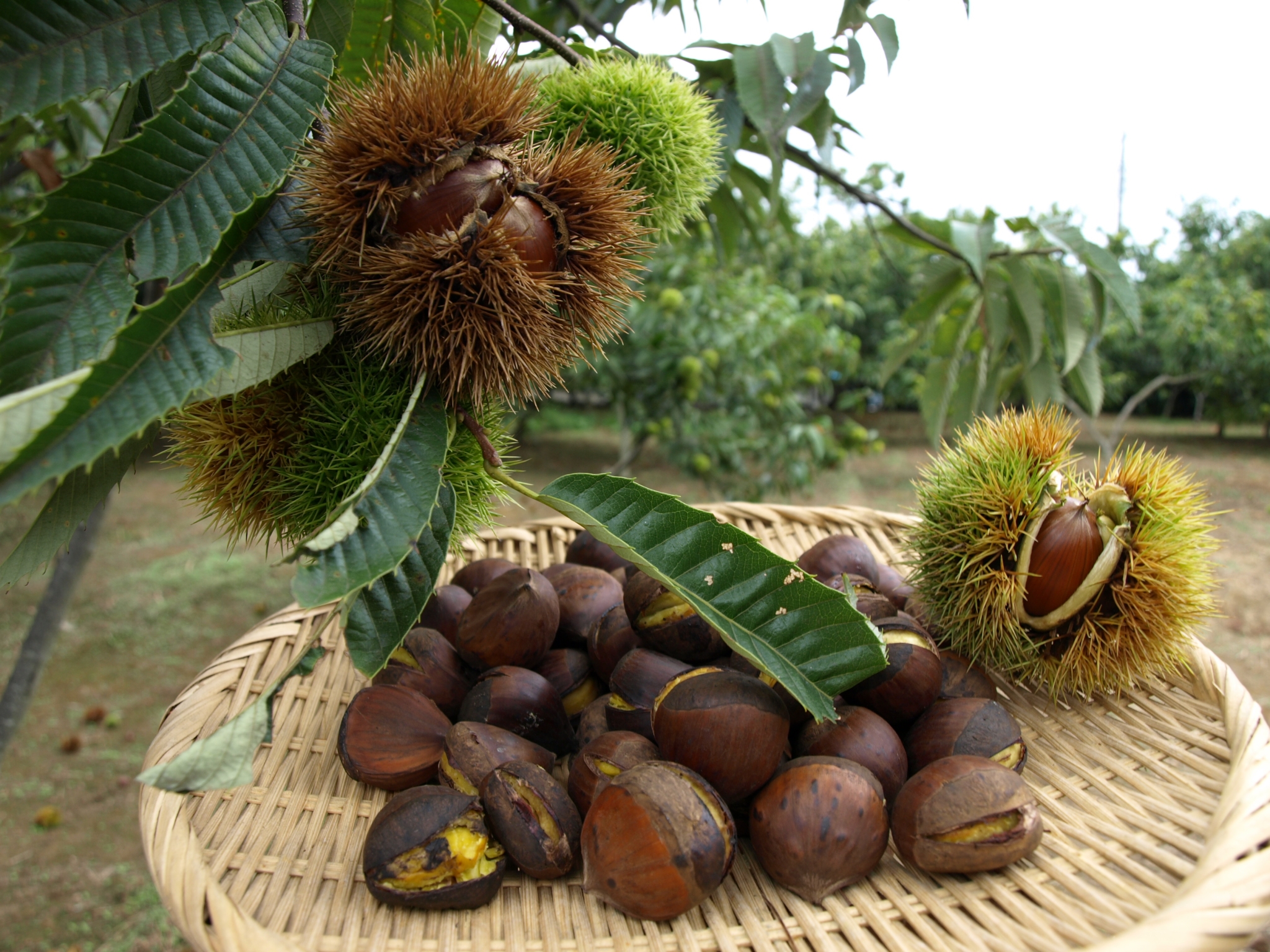 Trang Trại Fukuda Green