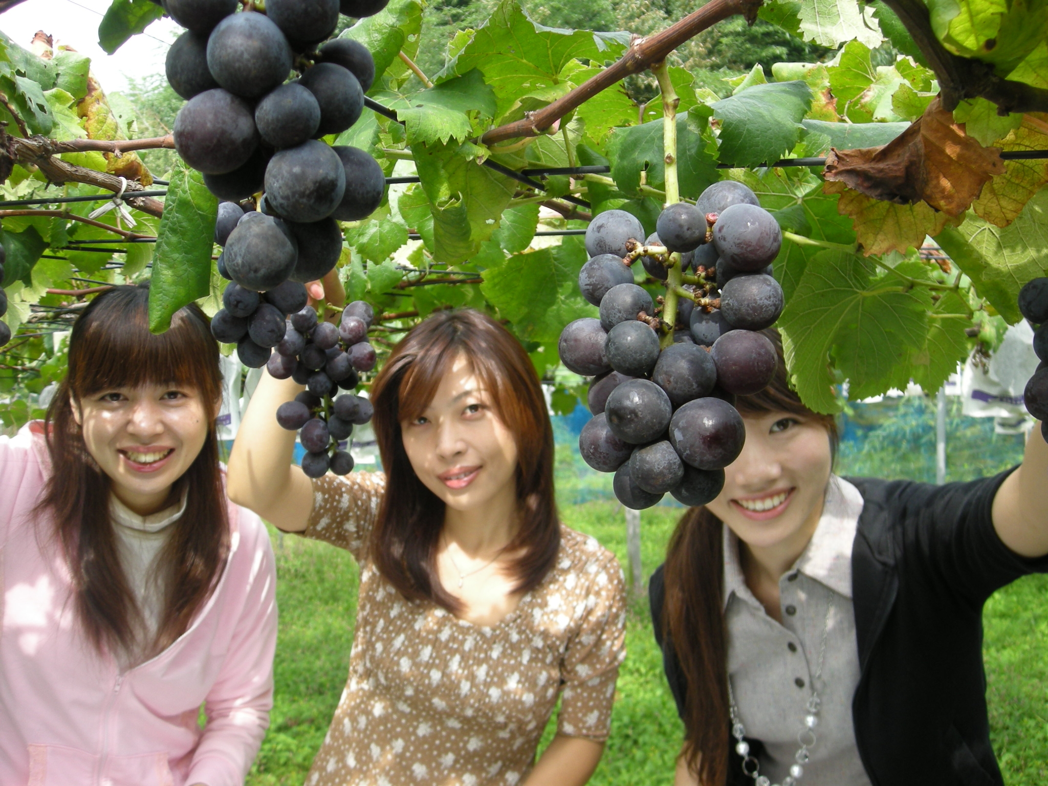 Trang Trại Fukuda Green