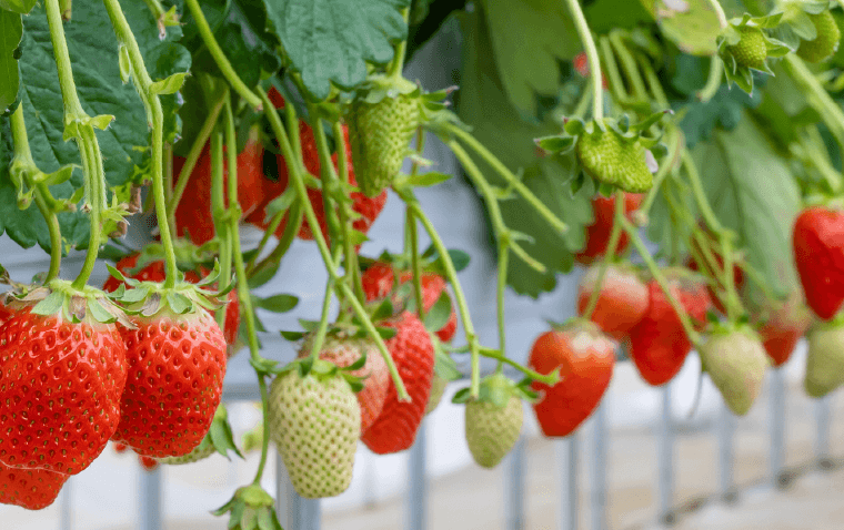 Trang Trại GRANBERRY DAICHI