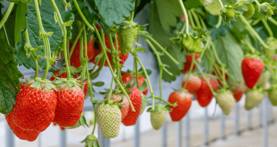 Trang Trại GRANBERRY DAICHI