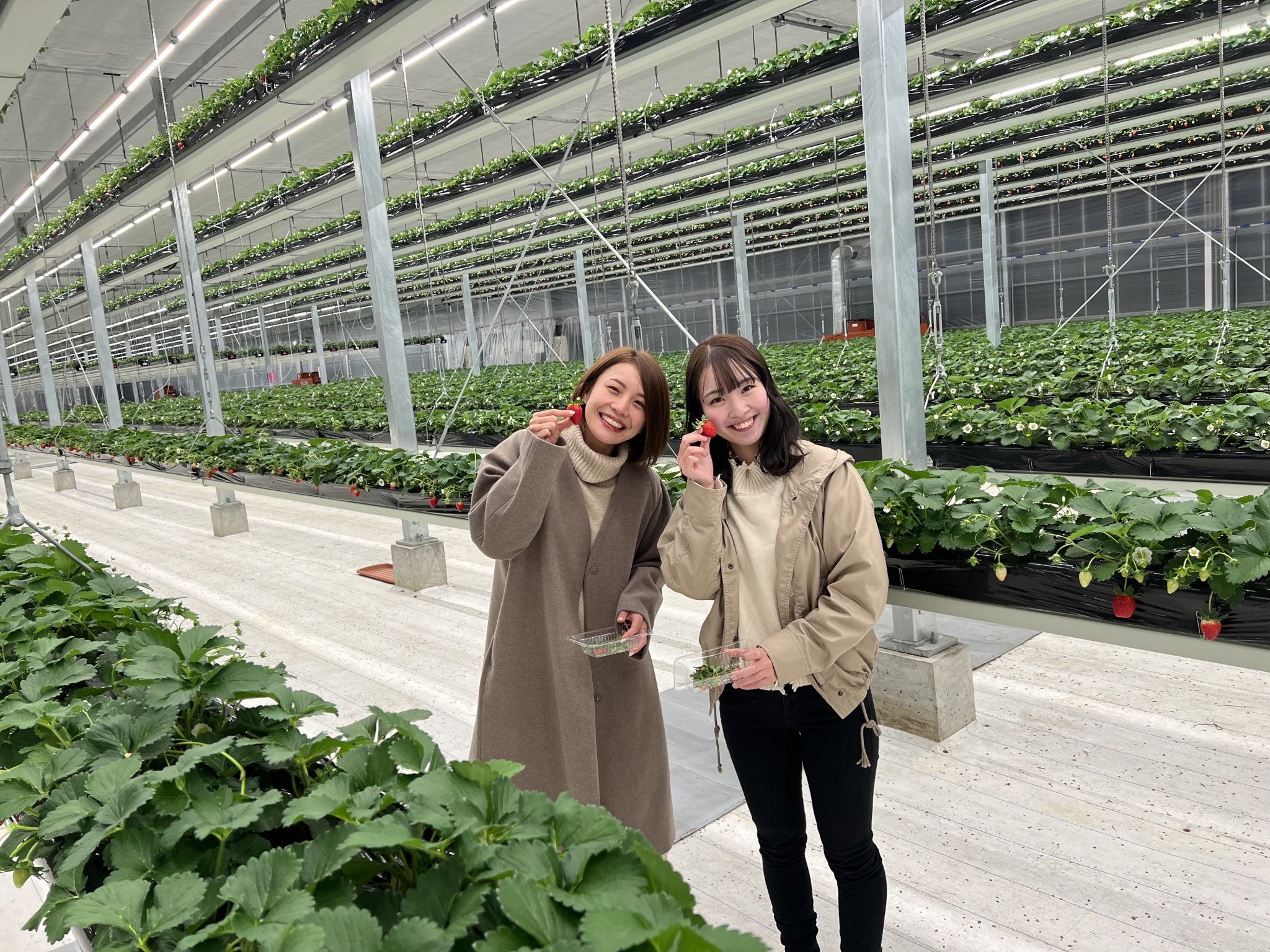 Trang Trại GRANBERRY DAICHI